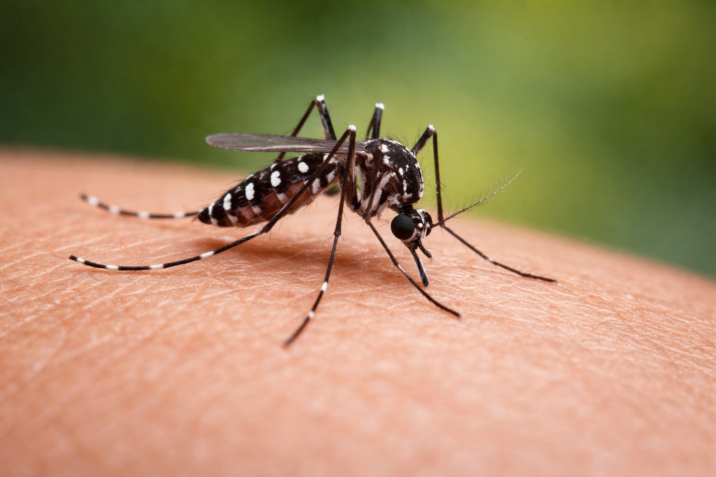 Tratamento da dengue: o que fazer, o que evitar e quando procurar o hospital