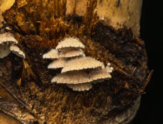 micose micose