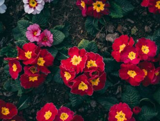 oleo primula