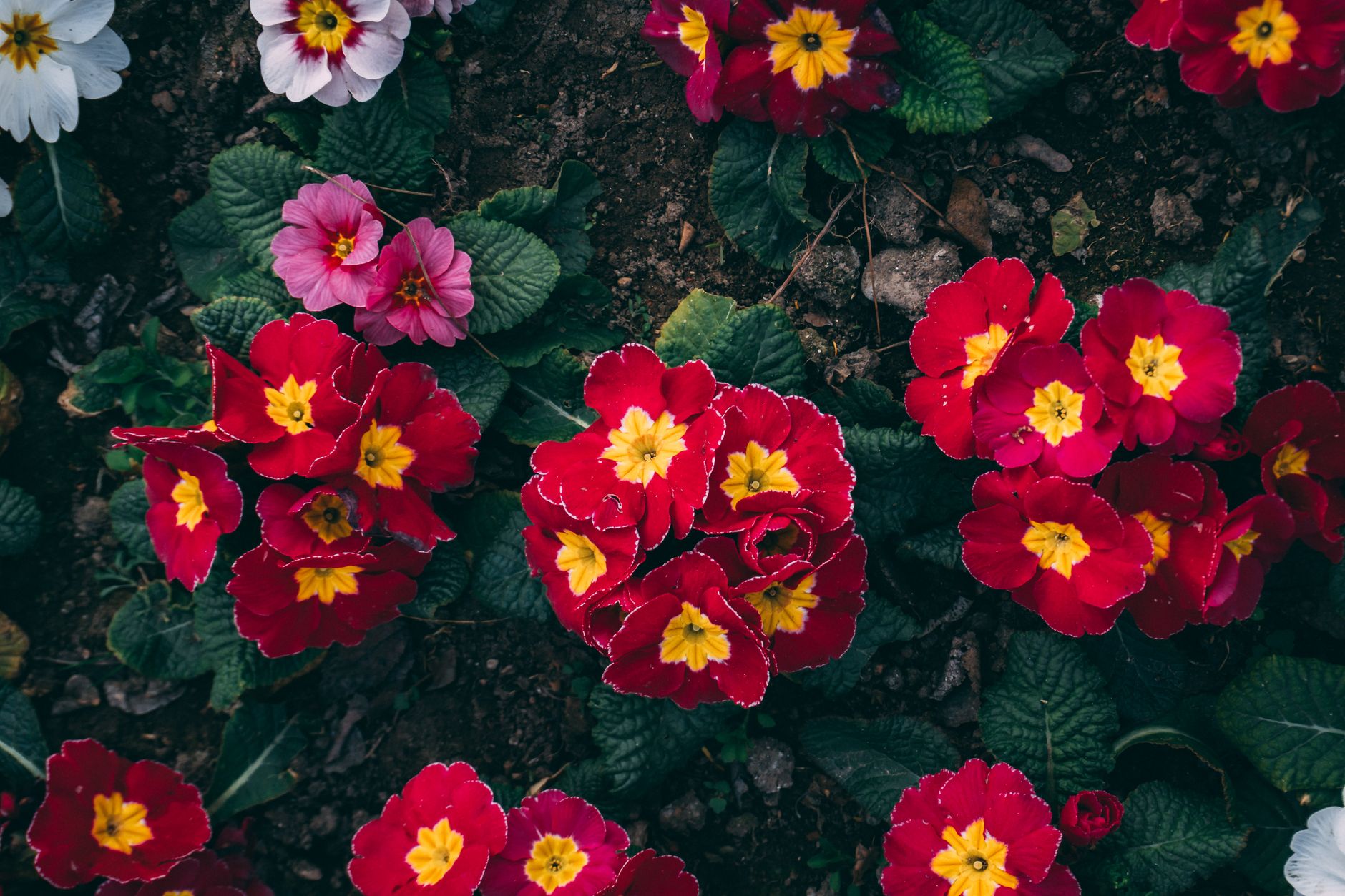 oleo primula