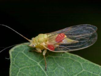 permetrina permetrina