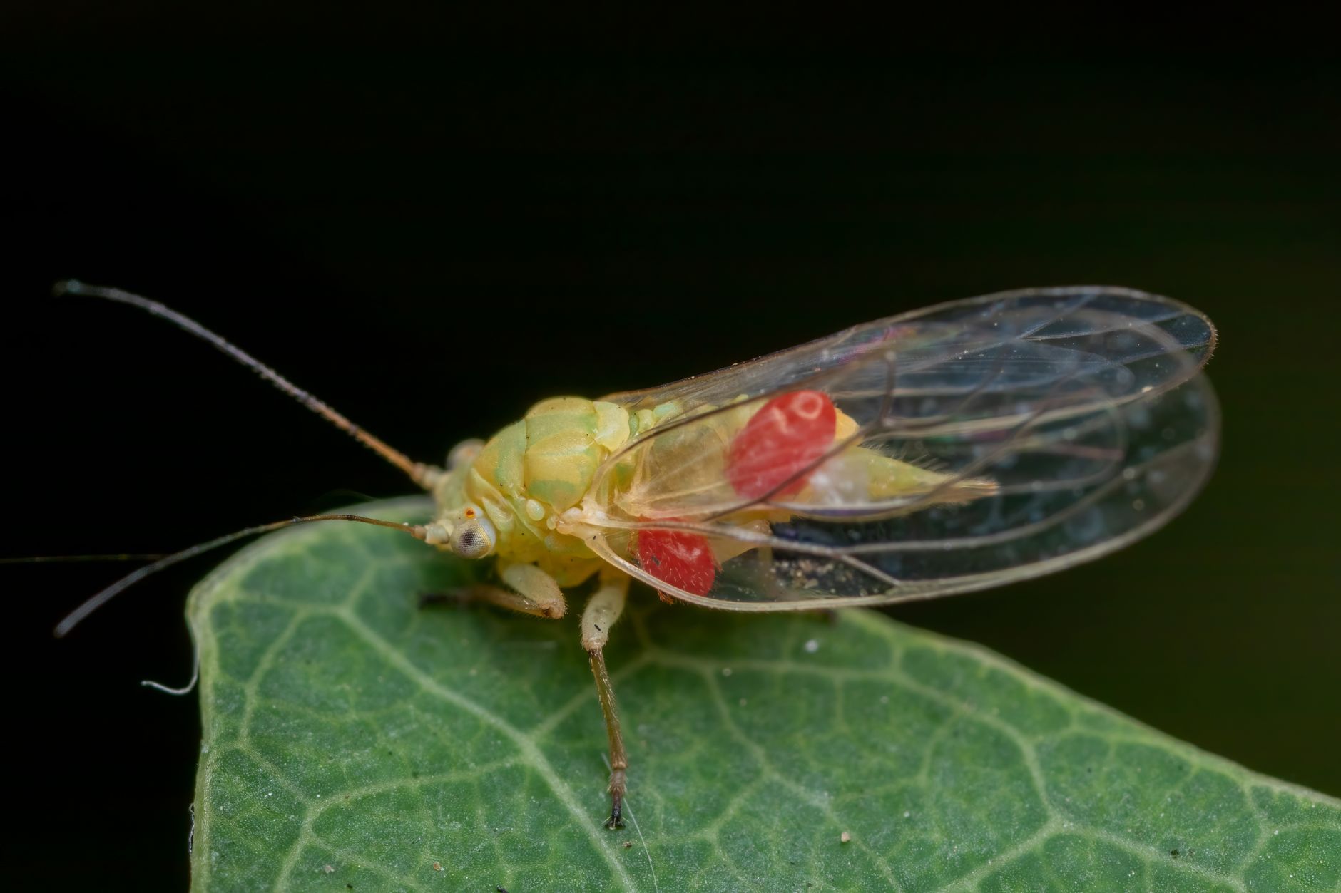 permetrina permetrina