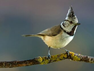 torcicolo torcicolo