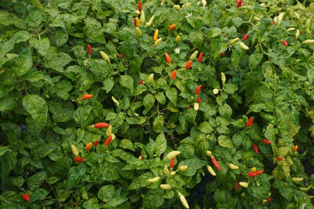 Capsaicina: Benefícios e Usos da Substância Picante