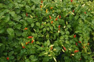 capsaicina capsaicina