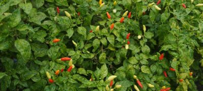 capsaicina capsaicina