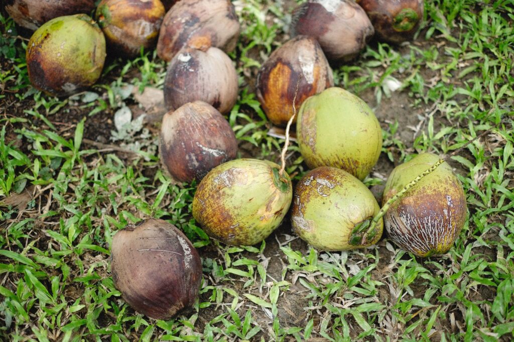 Óleo de Coco em Cápsulas: Benefícios e Usos