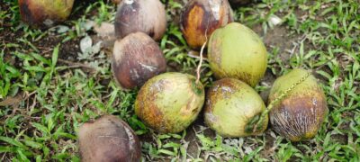 oleo coco capsulas